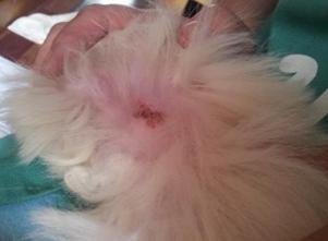 家里的狗狗有没有寄生虫,猫咪太小不能洗澡身上臭怎么办