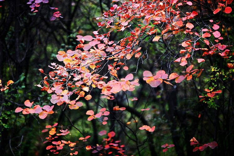 秋韵流过的晋城红