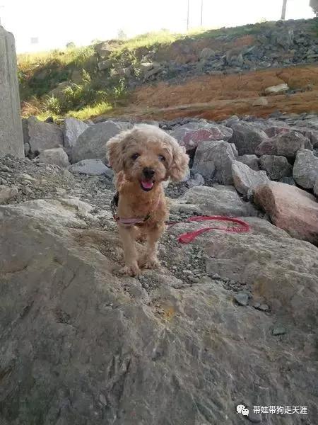 开着房车去遛娃,开着房车带狗狗出去玩