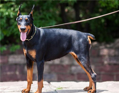 杜宾犬打架厉害吗视频,杜宾犬打架厉害吗视频大全