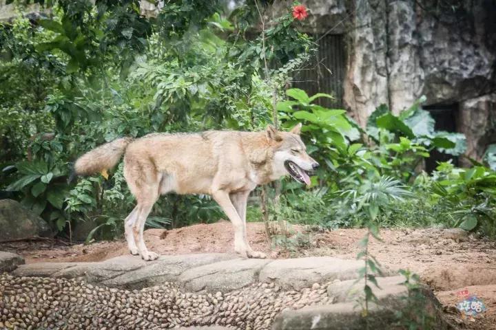 广州动物园的地图,广州动物园下一站去哪里
