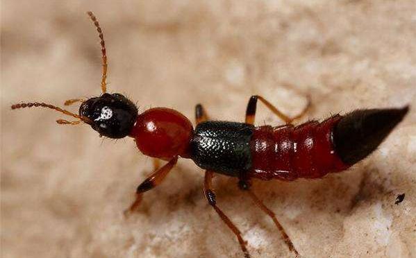 8岁女孩反复高烧第四天,8岁女童半夜发高烧