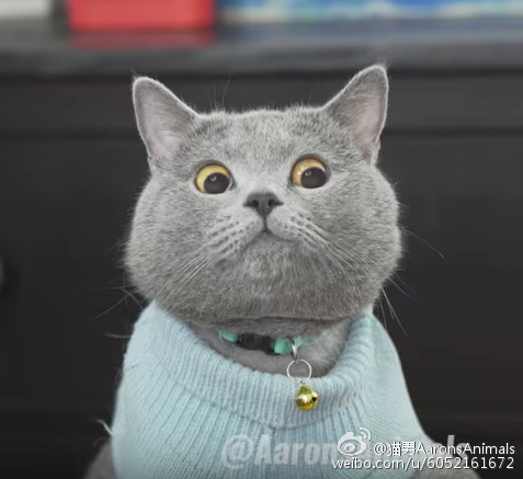 相信大家都看过这个猫的表情包,原来这些表情包是真实存在的猫咪