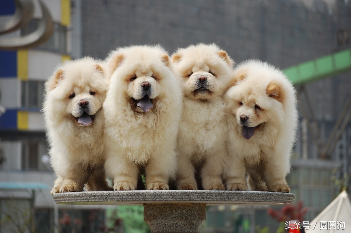 松狮犬打架视频,世界名犬泰迪犬