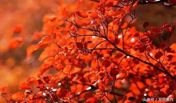 2016年焦作红叶节,焦作神农山红叶节