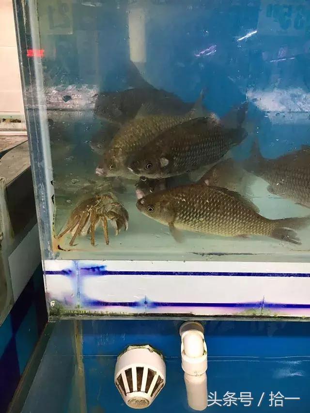 小伙子,听说你咬人不撒嘴,咱俩比比