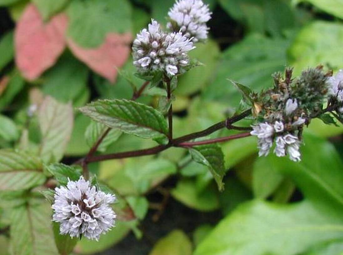 大叶留兰香薄荷都可以吃吗,吃薄荷会闻不到刺鼻的气味吗