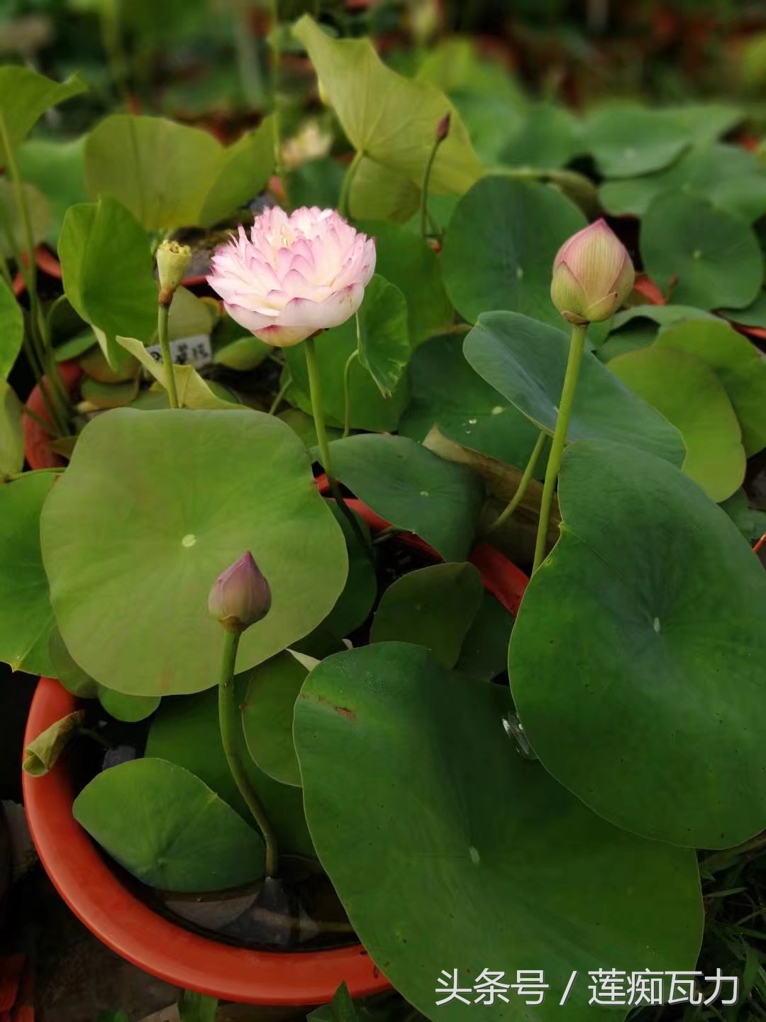 碗莲种植三大坑,碗莲种植记录和图片