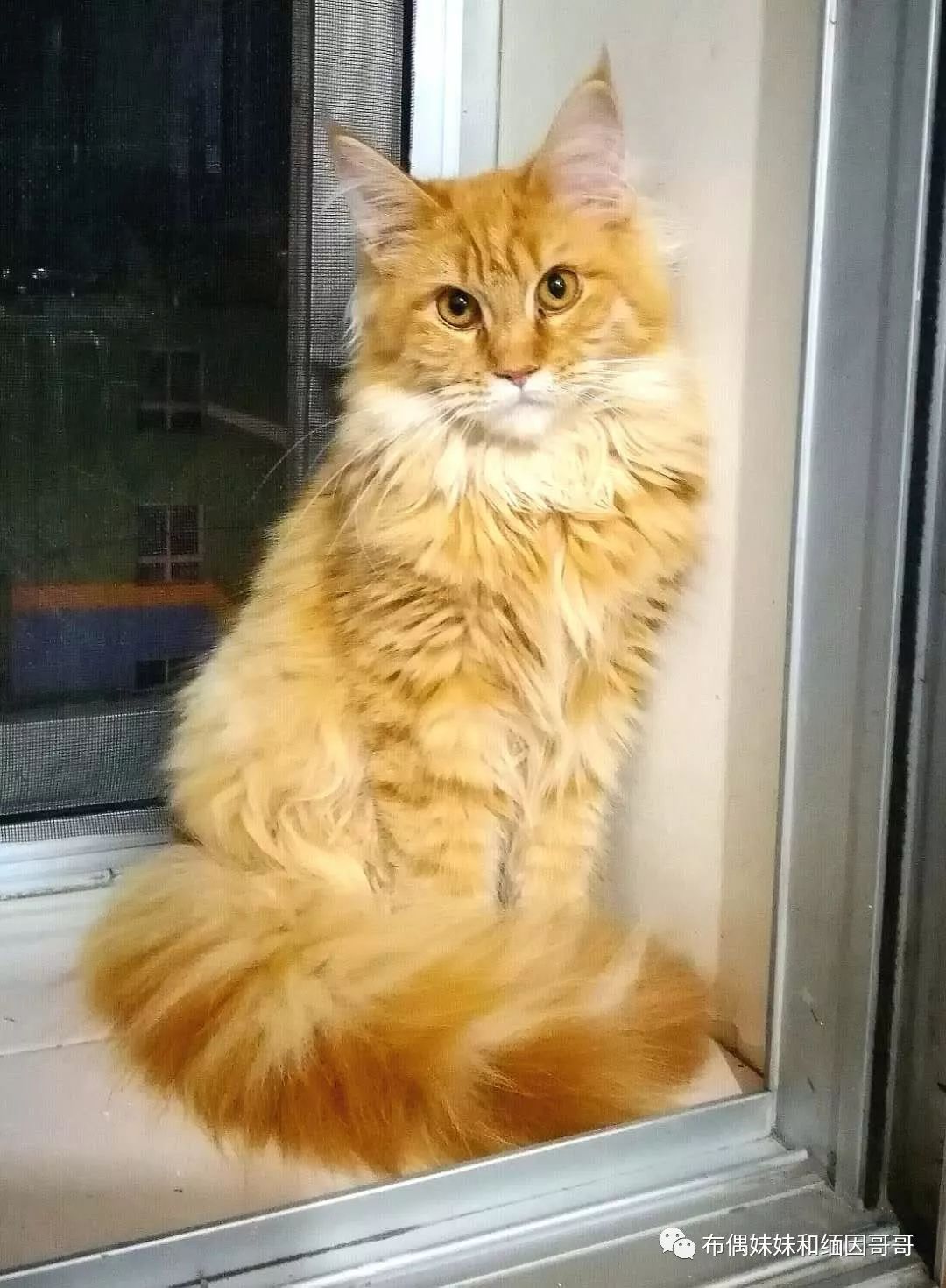 俄罗斯接回来的缅因猫,俄罗斯缅因猫带芯片