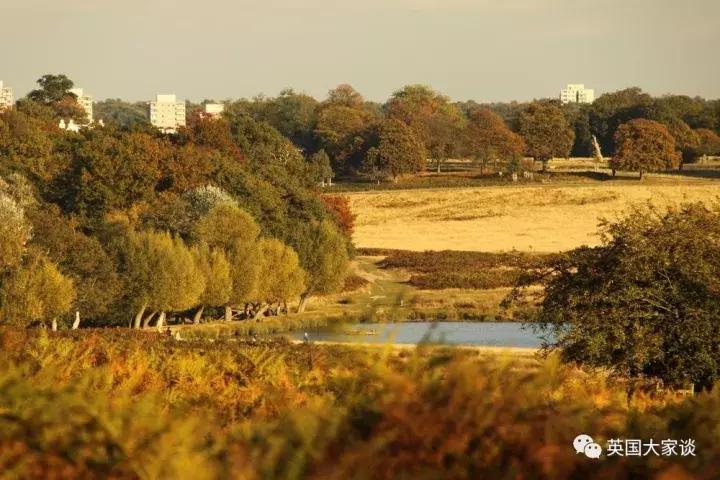 华人伦敦遭鹿攻击酿惨剧，事发地里士满公园警告：务必离鹿50米！