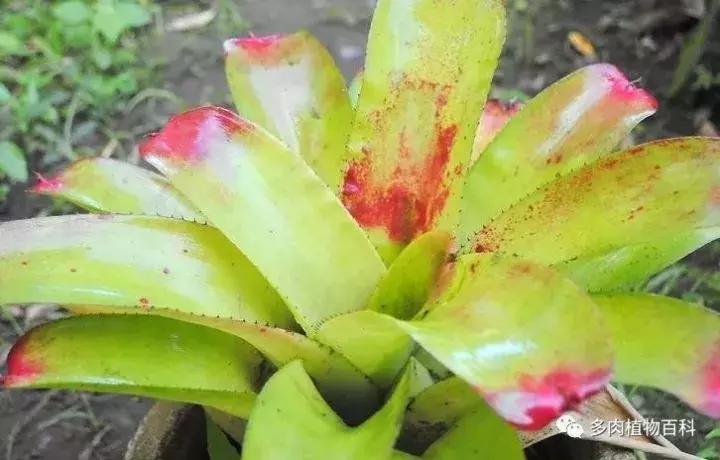 怎么防治多肉病虫害,多肉植物怎么预防白化病