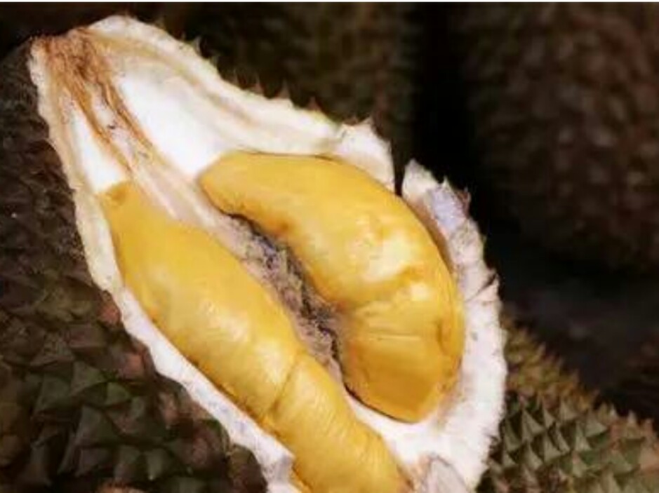 这奇臭无比的东西，竟然是女人的五*法大**宝！