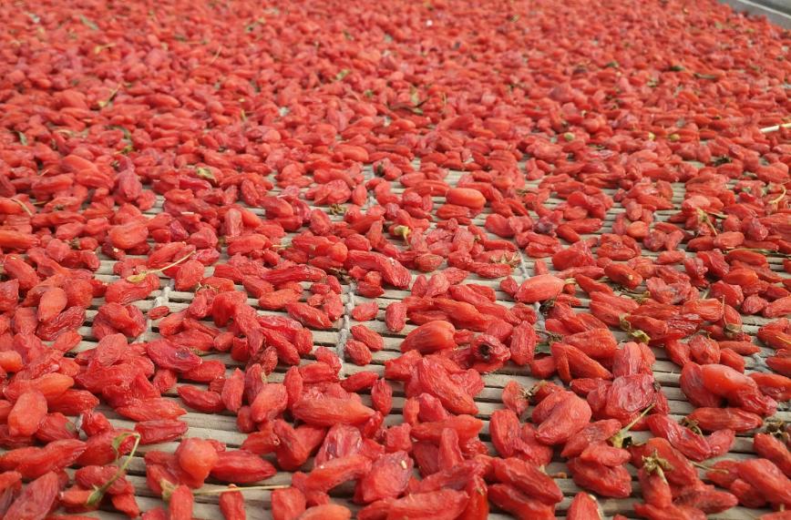 家里枸杞放潮了怎么办,家里枸杞受潮怎么烘干