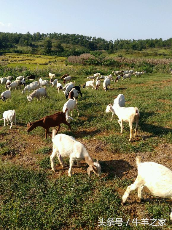 投资养羊100头一年可以赚多少,养羊的利润和投资风险