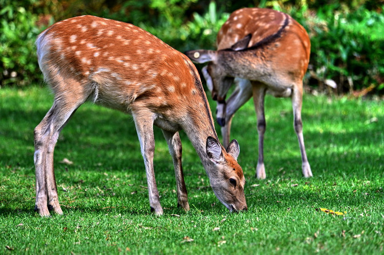 九月东游，秋风初至北海道