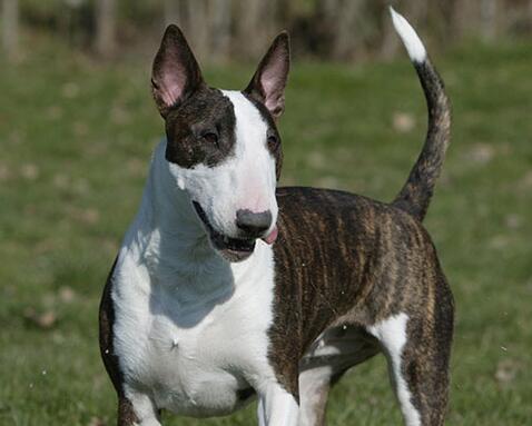 牛头梗是怎么培育出来的,怎么挑选牛头梗