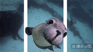 裸眼3d图怎么看出来的,裸眼3d怎么看图有技巧