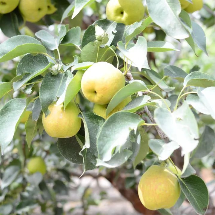 *疆新**库尔勒香梨：秋日滋阴去燥的宠儿