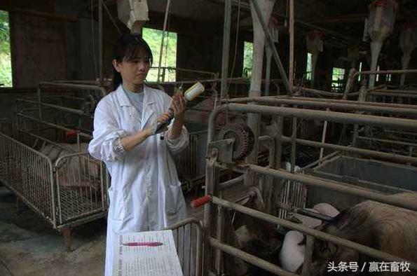 猪口蹄疫怎么治才能彻底好,老兽医教你一招