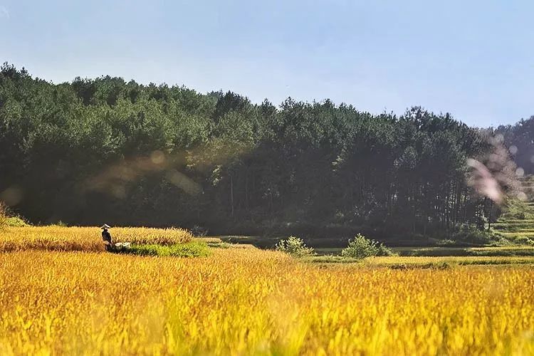 贵州种田生活视频,贵州辛苦农民