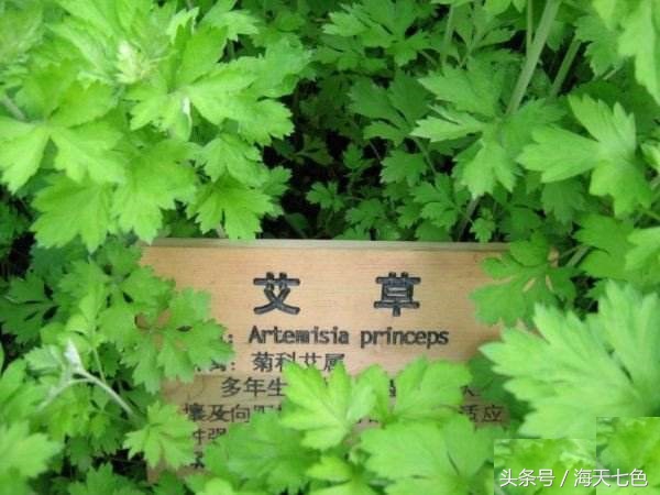 哪种艾草对女人最好,女人一定要知道艾草的妙用方法