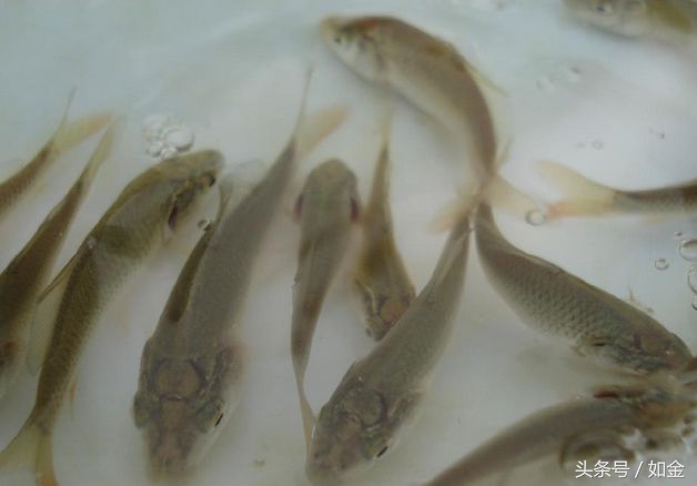 今日草鱼苗种价格行情,草鱼养殖成本多少钱一斤