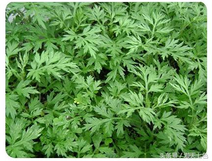 艾草怎么使用对女人有帮助,艾草对女人有什么帮助