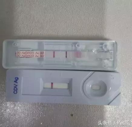 领养了一只狗发现不适合怎么办,幼犬得了细小宠物医院放弃治疗