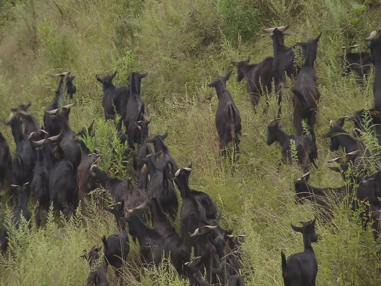 小伙伴们准备好了吗配音,小伙伴们准备好了吗语音