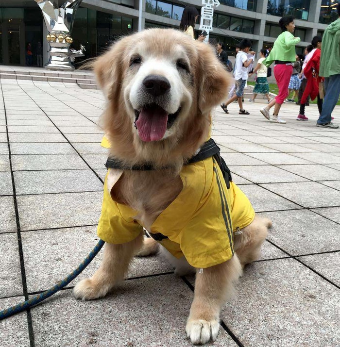 养了1年的金毛走丢了,养了几年的狗狗老了白天不见