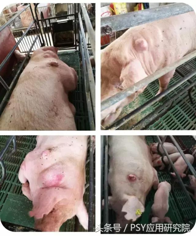 母猪子宫内膜炎的治疗最佳方案,母猪子宫内膜炎打什么针有效