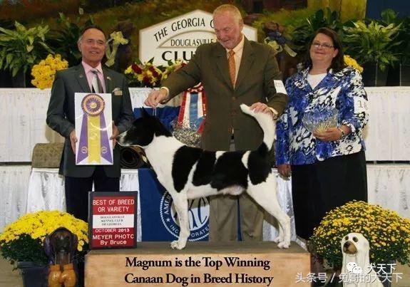 大型迦南犬,你不认识的宠物