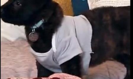 狗狗的衣服怎么做无需剪刀,狗狗的衣服泰迪自制