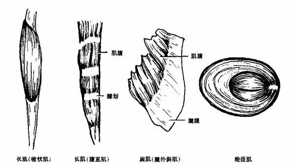 健身人应该了解的肌肉分类,健身需要了解的人体的肌肉分布图