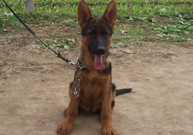 幼犬体内外驱虫可以一起吗,驱虫狗狗科普