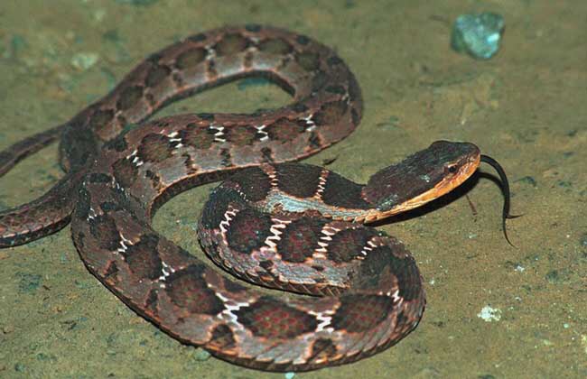 做梦梦到蛇后来怀孕了,梦到有好多金色的蛇预示着什么