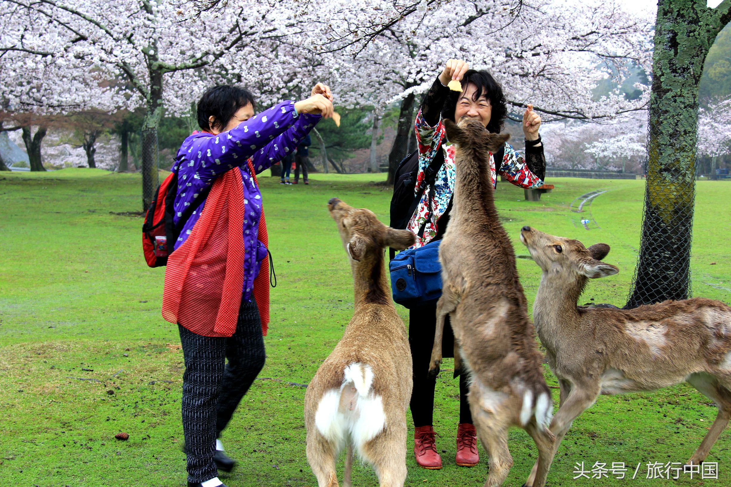 萌萌的日本奈良鹿,奈良鹿长什么样