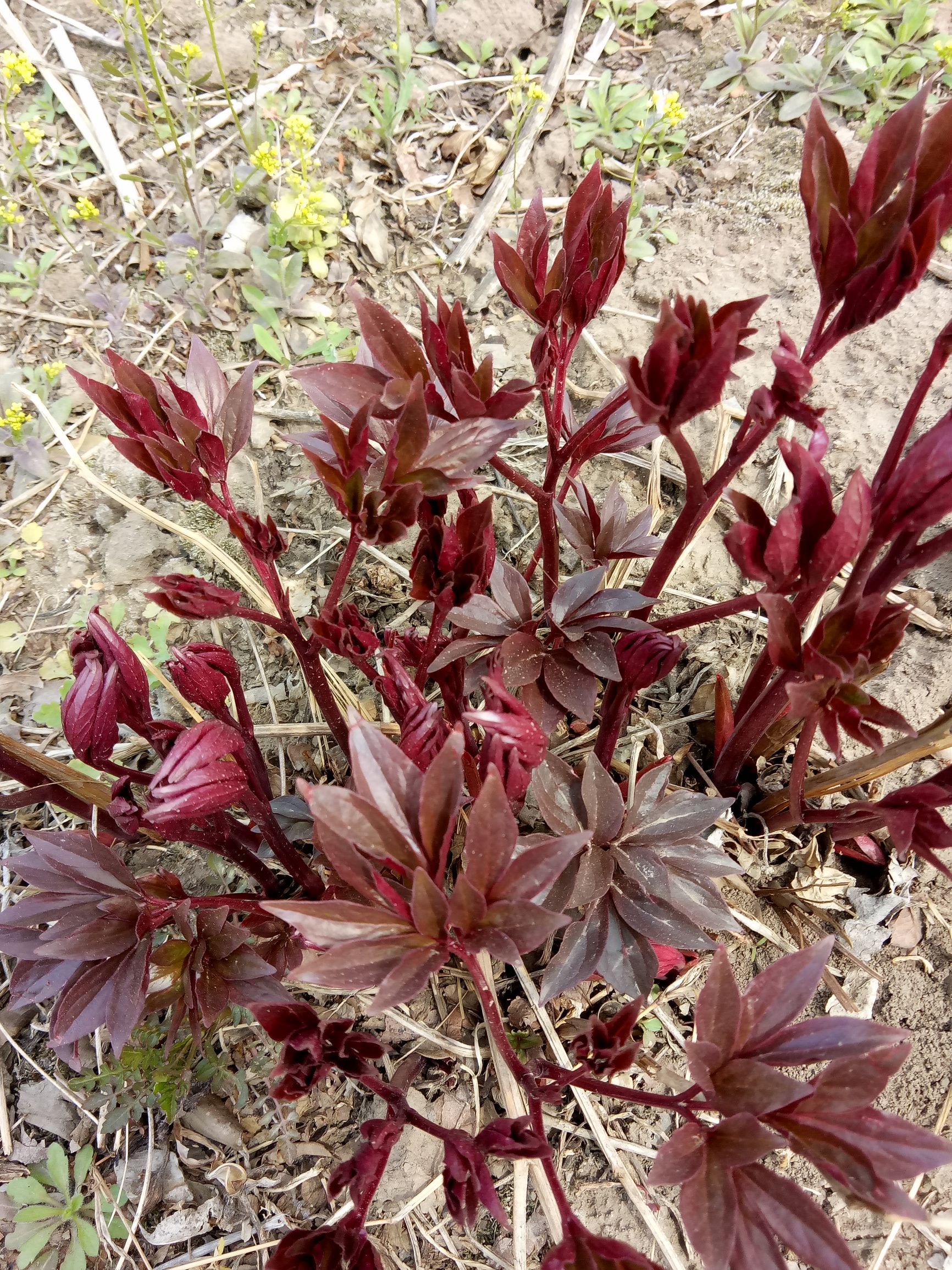 “花中皇后”芍药，不但“貌美”，入药还可养血调经、平肝止痛