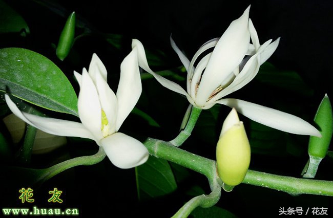 黄桷兰的养殖方法及注意事项,黄桷兰种植方法和技巧