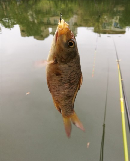 最后几天在玉林，别人掐鱼我练杆
