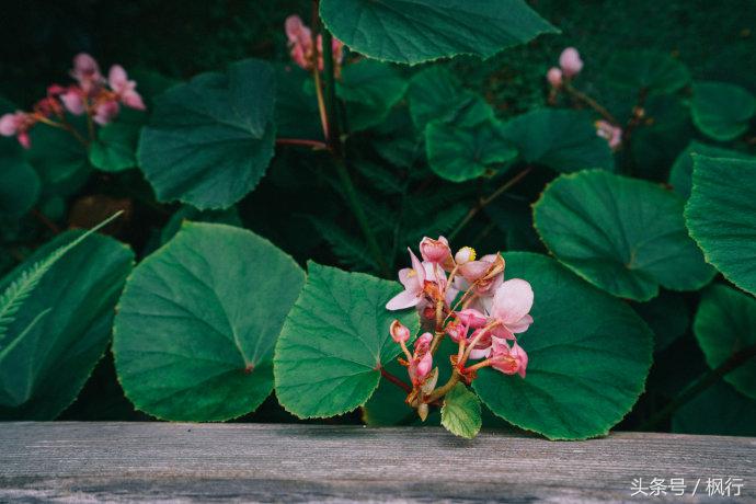 日本枯山水哪里最多,日本十大自然风光