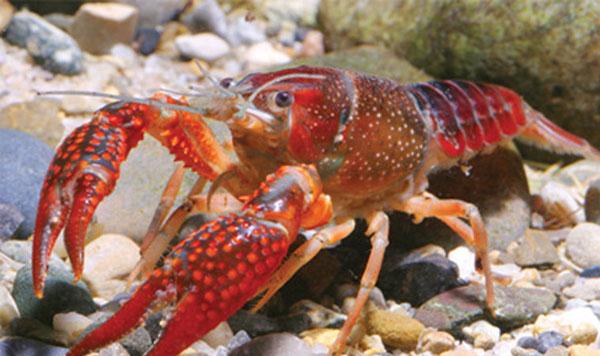 养龙虾到底赚不赚钱,养龙虾是骗局吗