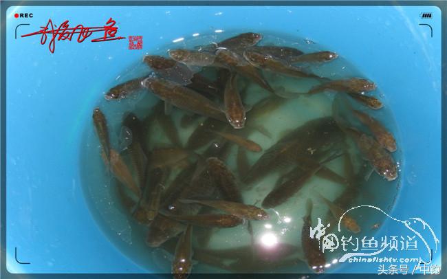 狂拉大板鲫的快乐,狂拉小鲫鱼钓鱼视频