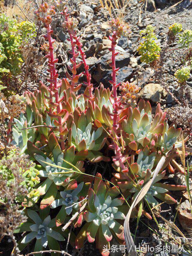 遇到多肉是我的幸运,我所遇见的多肉
