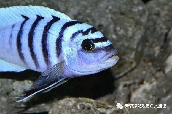 适合和三湖慈鲷混养的底栖鱼,三湖慈鲷鱼喜欢底砂和岩石