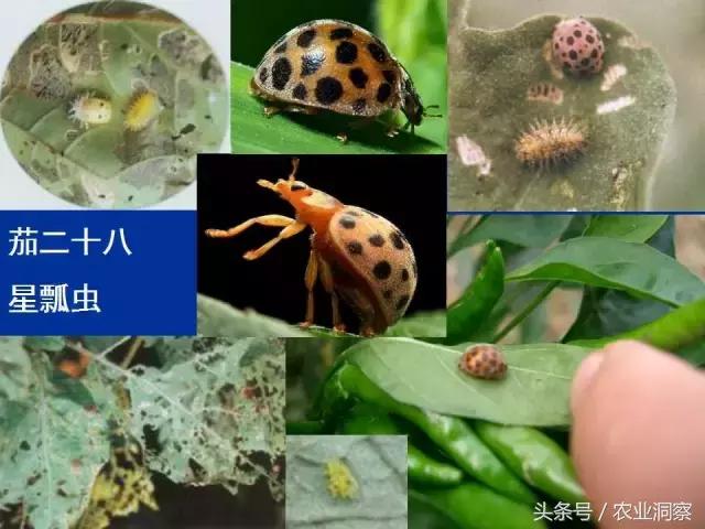 大田害虫防治方法有哪些,地下害虫图谱大全及防治