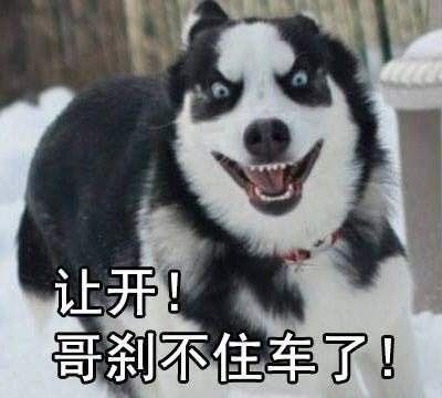 在路上突然被狗追咬是什么征兆,突然被狗追意味着什么