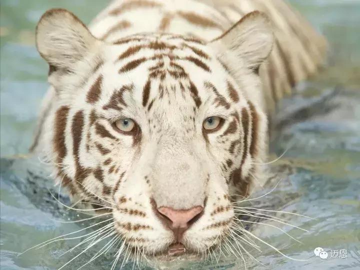 想去澳洲看大堡礁和考拉,昆士兰州大堡礁