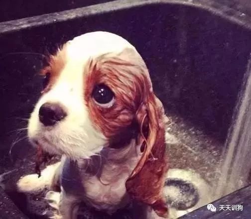 狗狗身上有皮屑能驱虫吗,狗狗身上皮屑用什么药