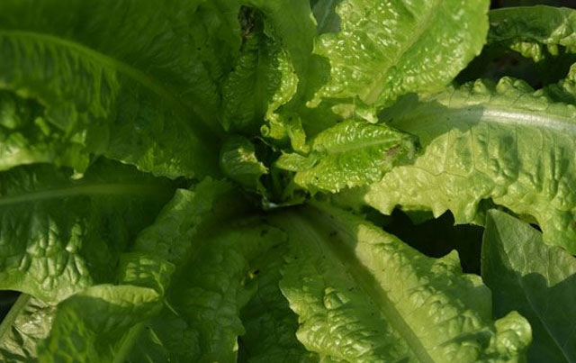 蔬菜上的蚜虫怎么防治,什么妙招能防治农作物蚜虫